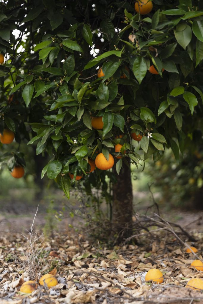 beautiful-orange-tree-with-ripe-fruits